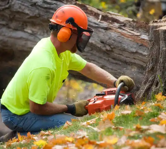 tree services Wood Heights